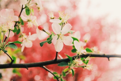 特写摄影白色的樱花的花
